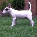 DE CACHORRO